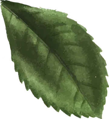 Hoja de té